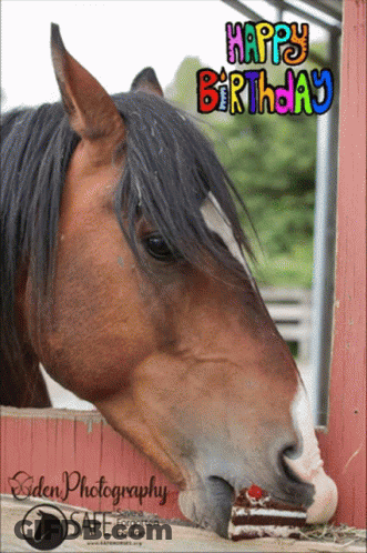 Horse Eating Cake Happy Birthday GIF