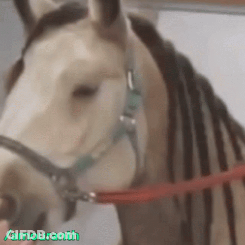 Horse Face Close Up With Amouranth GIF