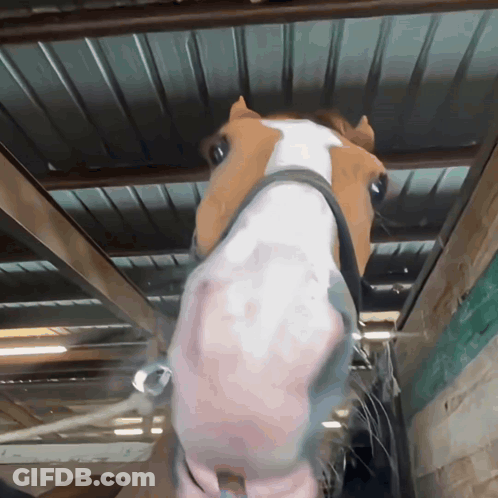 Horse Face Close Up With Bridle GIF