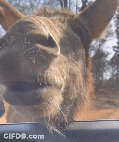 Horse Face Looking Out Window GIF