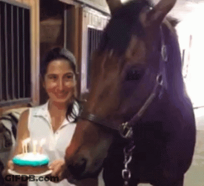 Horse Face Say What You're 17 Happy Birthday GIF