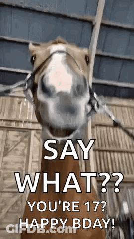 Horse Face Say What You're 17 Happy Birthday GIF