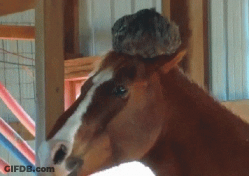 Horse Face With Bird On Head GIF