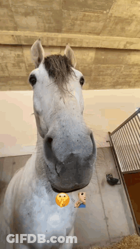 Horse Face With Smiley Face On Neck GIF