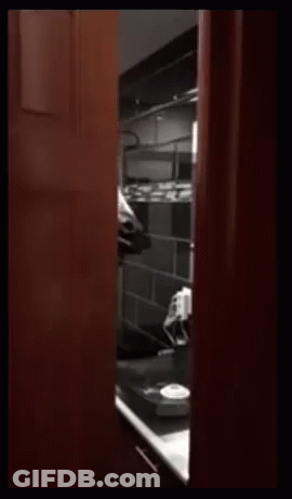 Horse Funny GIF
