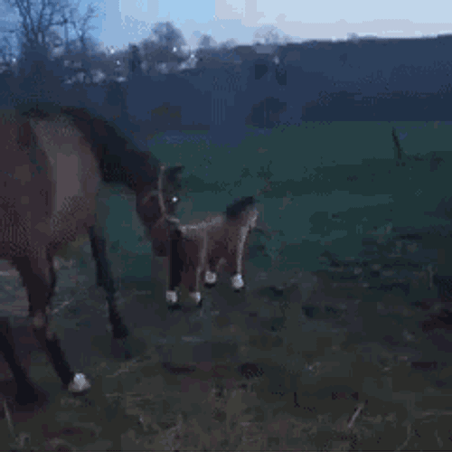 Horse GIF