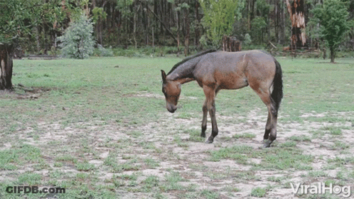 Horse In Grassy Field Saying Viralhog GIF