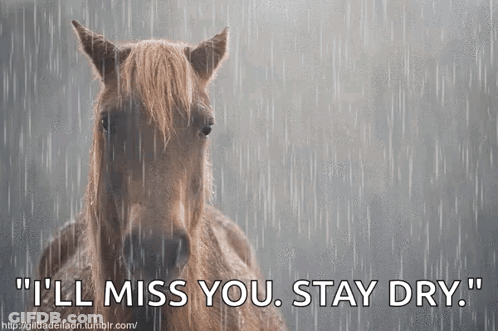Horse In Rain I'll Miss You Stay Dry GIF