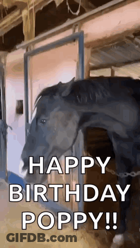 Horse In Stable Saying Happy Birthday Poppy GIF