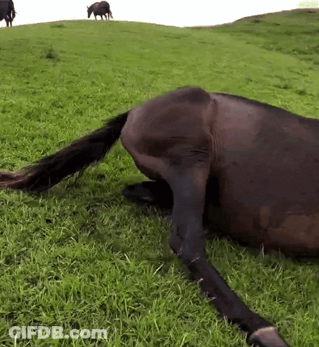 Horse Laying In Grassy Field With Two Horses GIF