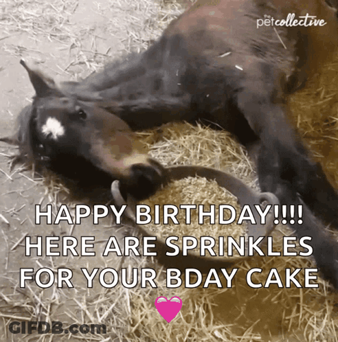 Horse Laying With Hay Bucket Saying Happy Birthday GIF