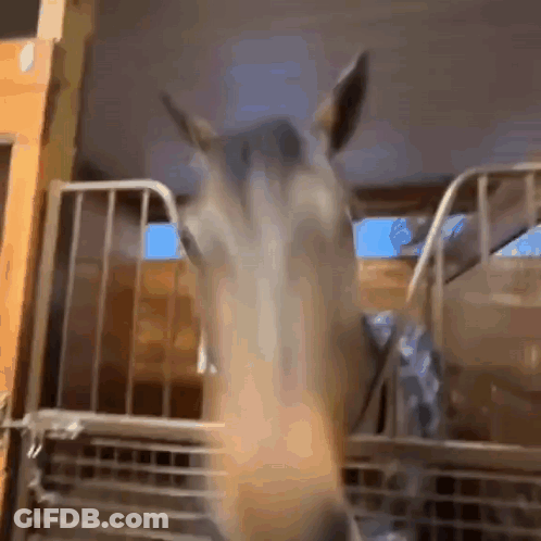Horse Looking At Camera In Fenced Area GIF