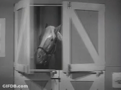 Horse Looking Out Stable Window GIF