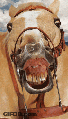 Horse Mouth Close Up Chedge GIF