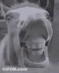 Horse Mouth Open Close Up GIF