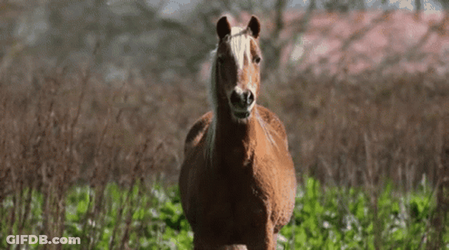 Horse Neigh Got Startled GIF