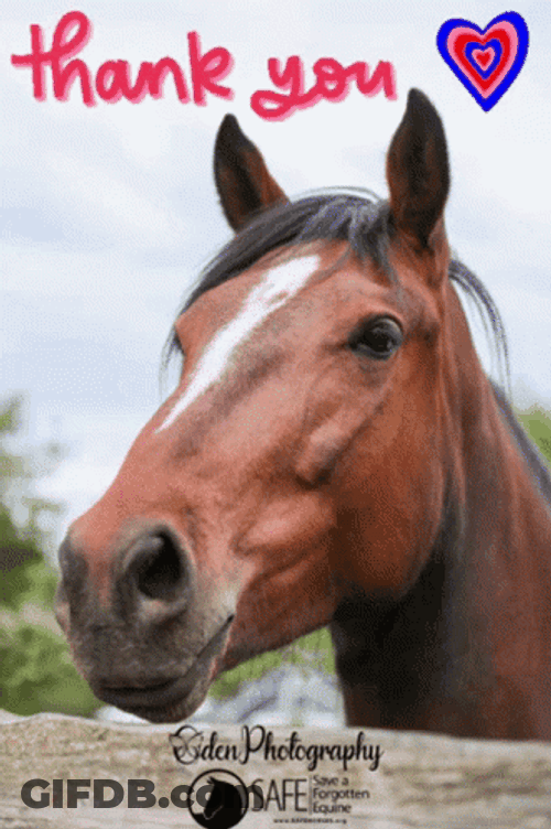 Horse Neigh Thank You GIF