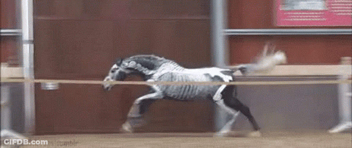Horse Neigh While Jumping GIF