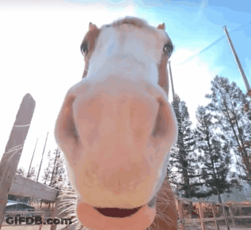 Horse Nose Close Up With Fence GIF