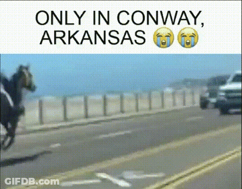 Horse On Side Of Road Only In Conway Arkansas GIF
