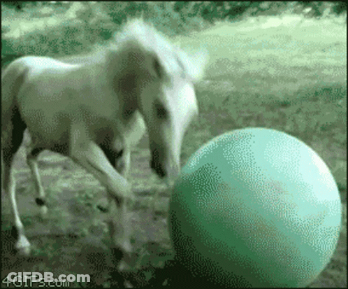 Horse Playing With Green Ball 4GIFs GIF