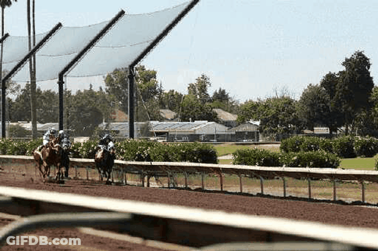 Horse Racing Clip GIF