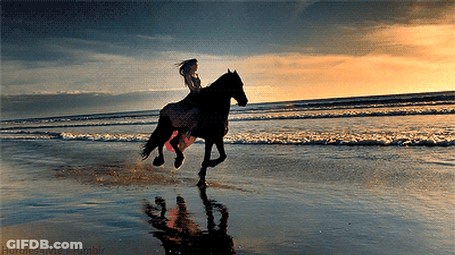 Horse Running Beach GIF