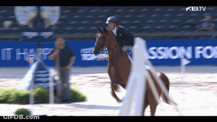 Horse Running Celebrate Slow Motion GIF