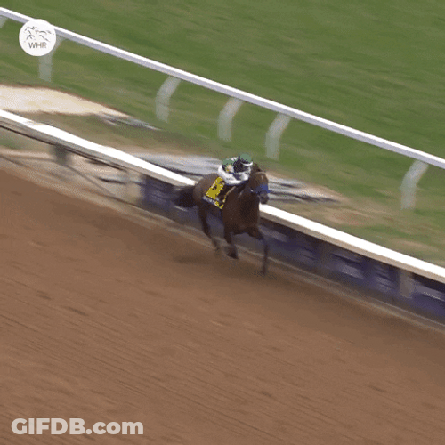Horse Running Celebration Winner GIF