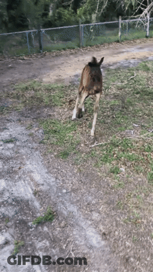 Horse Running Cute Foal GIF