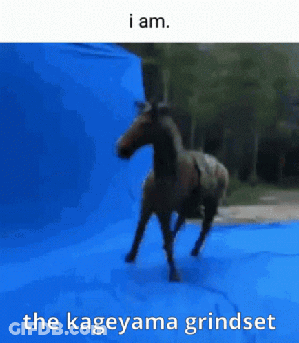 Horse Running In Front Of Blue Background Saying I Am The Kageyama Grindset GIF