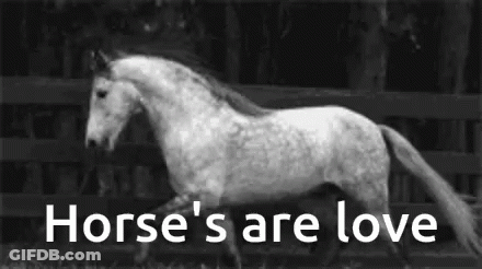 Horse Running In Front Of Fence Saying Horse's Are Love GIF