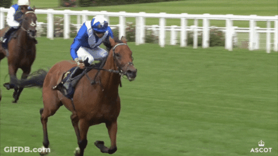 Horse Running Kingmambo Racing GIF