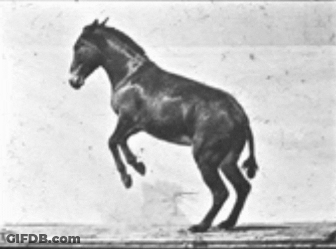 Horse Running Kingston Heritage Service GIF