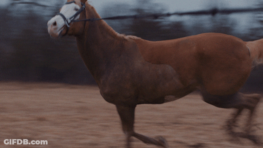 Horse Running Music Video GIF