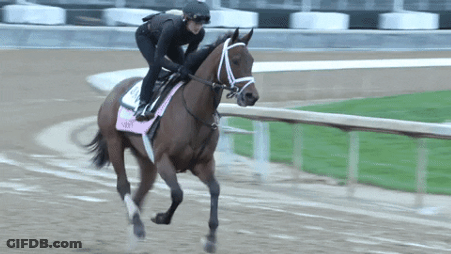 Horse Running Racing Sport GIF