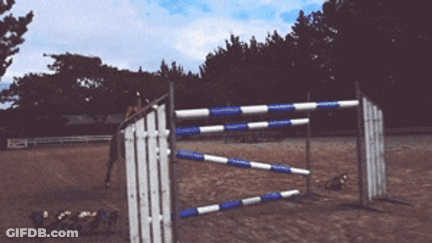 Horse Running Slow Show GIF
