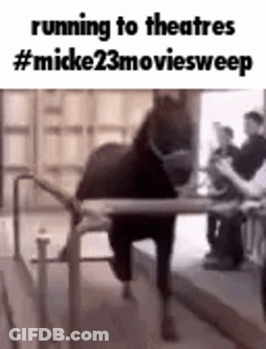 Horse Running To Theatre #Micke23moviesweep GIF