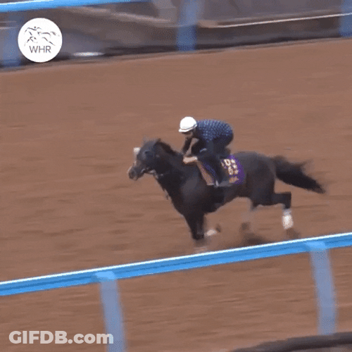 Horse Running Winner GIF