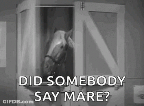 Horse Saying Did Somebody Say Mare GIF