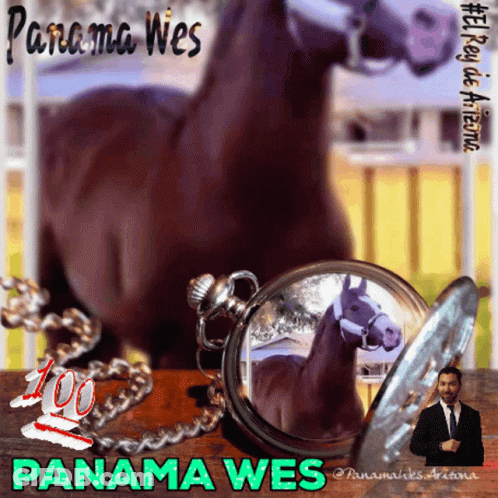 Horse Saying Panama Wes GIF