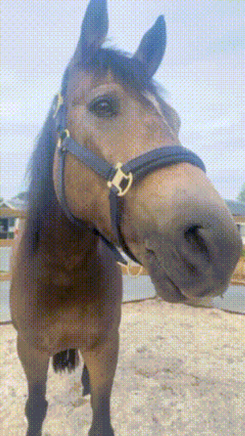 Horse Silly GIF