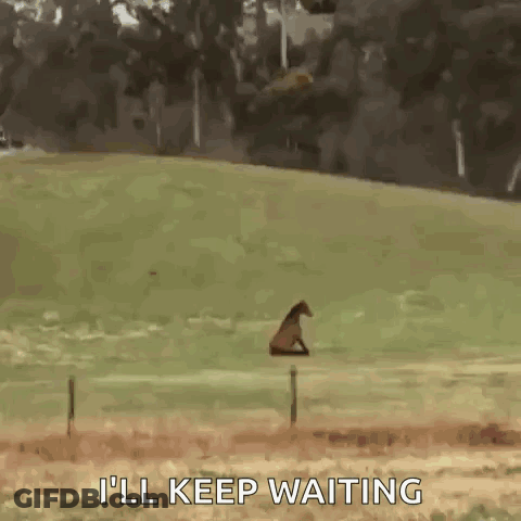 Horse Sitting In Field Saying I'll Keep Waiting GIF