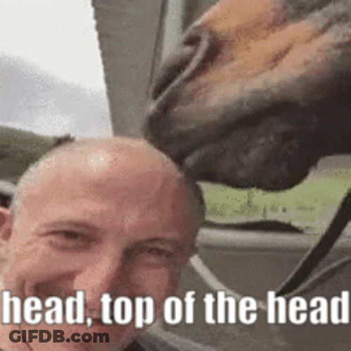 Horse Sniffing Man's Head Saying Head Top Of The Head GIF