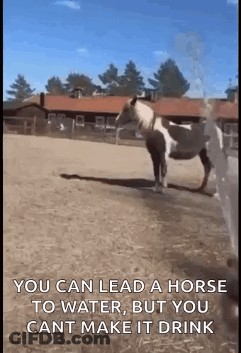Horse Standing In Dirt Field GIF