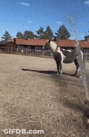 Horse Standing In Field With Sprinkler GIF
