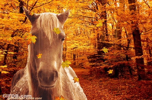 Horse Standing In Forest With Falling Leaves GIF