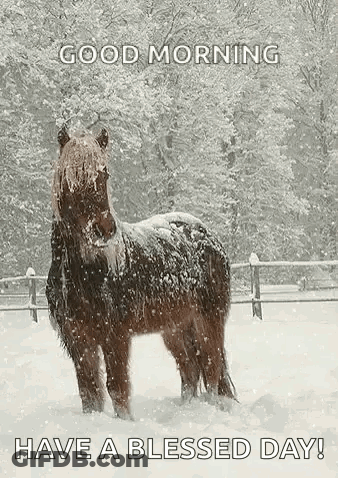 Horse Standing In Snow Good Morning GIF