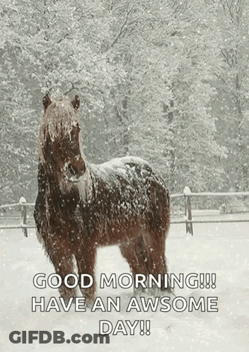 Horse Standing In Snow Saying Good Morning GIF