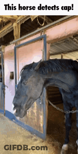 Horse Standing In Stable Detects Cap GIF